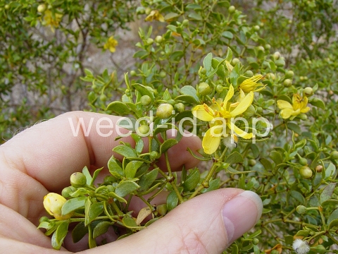 creosotebush